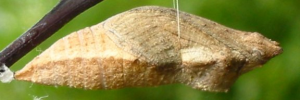 Pupae